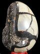Septarian Dragon Egg Geode - Black Crystals #54569-2